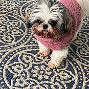 Giorgio is registered to the contest to win money with this photo: dog, small_dog, fluffy, pink_sweater, indoor, rug, patterned_rug, curious, pet, cute, animal, fur, white_fur, black_fur, brown_fur, looking_up, standing, cozy, companion, domestic