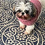 dog, small_dog, fluffy, pink_sweater, indoor, rug, patterned_rug, curious, pet, cute, animal, fur, white_fur, black_fur, brown_fur, looking_up, standing, cozy, companion, domestic