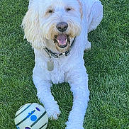 Cash joined the competition — help win amazing prizes! dog, white_dog, grass, ball, pet, canine, outdoor, happy, playful, fur, collar, tag, toy, animal, nature, summer, laying_down, tongue_out, smiling, cute