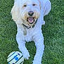 animal, ball, canine, collar, cute, dog, fur, grass, happy, laying_down, nature, outdoor, pet, playful, smiling, summer, tag, tongue_out, toy, white_dog