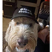 Rayray joined the competition — help win amazing prizes! dog, hat, indoor, pet, fur, animal, face, closeup, cap, person, relaxing, furniture, cozy, portrait, cute, canine, home, seated, friendly, casual