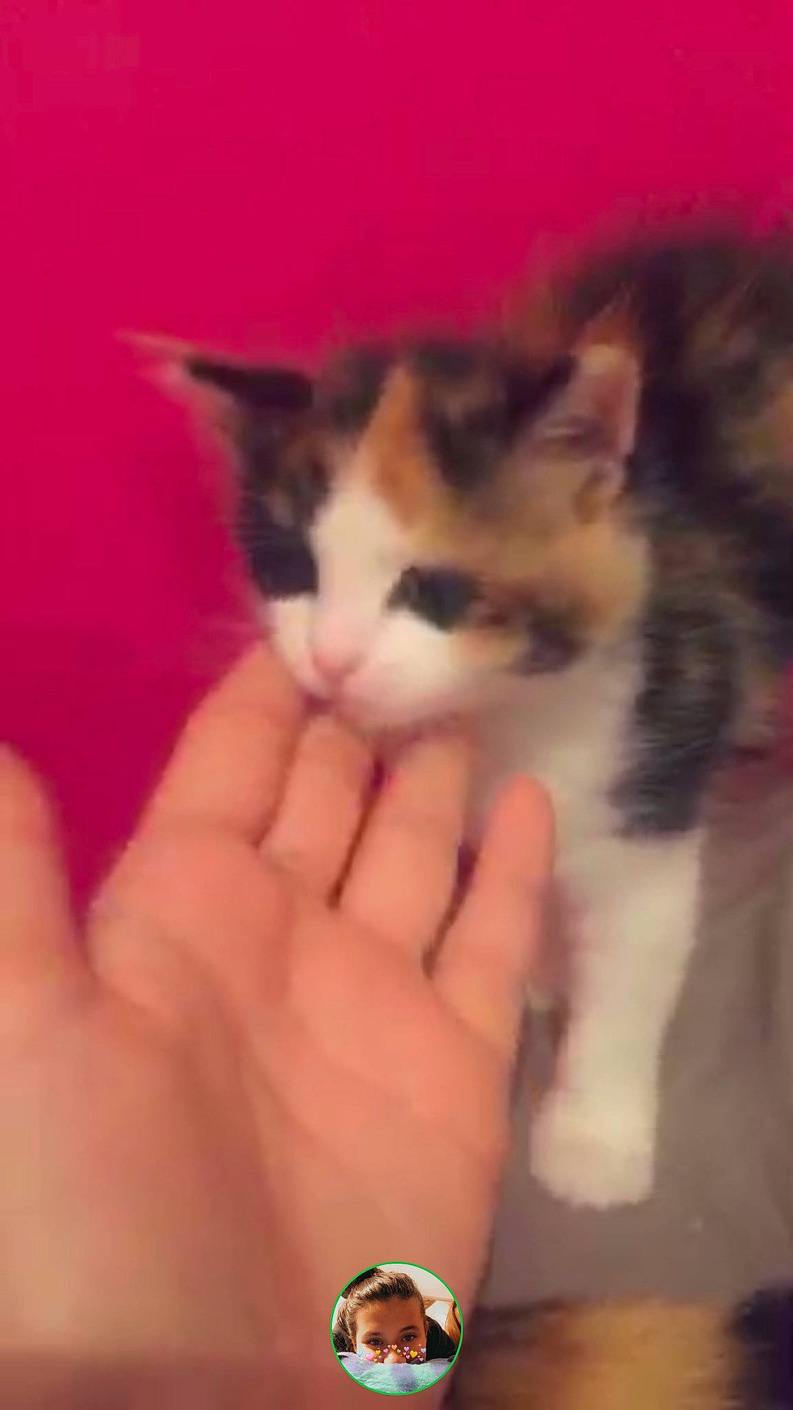 Mirtille participe au concours pour gagner de l'argent avec cette photo : aegean_cat, american_wirehair, carnivore, cat, domestic_short_haired_cat, european_shorthair, fawn, felidae, fur, hand, kitten, mammal, munchkin, norwegian_forest_cat, nose, polydactyl_cat, small_to_medium_sized_cats, snout, vertebrate, whiskers