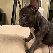 Aïko participe au concours pour gagner de l'argent avec cette photo : french_bulldog, puppy, dog, indoor, cushion, beige, ears, pet, animal, furniture, lamp, tripod, black, brown, small, cute, looking, side_view, cozy, home