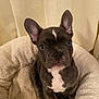 Aïko a rejoint le concours — aidez-le/la à gagner de superbes lots ! french_bulldog, puppy, dog, pet, bed, cozy, ears, curious, indoor, cute, animal, portrait, looking_at_camera, fluffy_bed, white_markings, brown_puppy, small_dog, sitting, adorable, companion