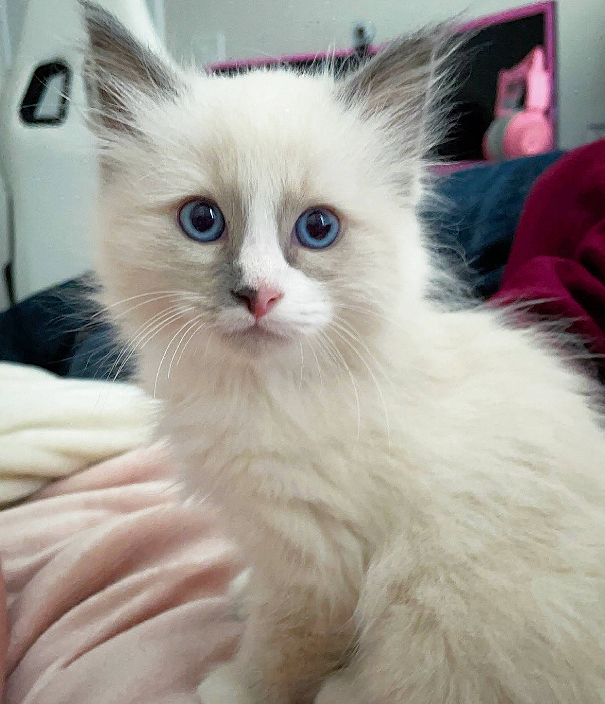 Mímir joined the competition — help win amazing prizes! british_longhair, carnivore, cat, claw, comfort, domestic_short_haired_cat, fawn, felidae, fur, paw, small_to_medium_sized_cats, snout, whiskers