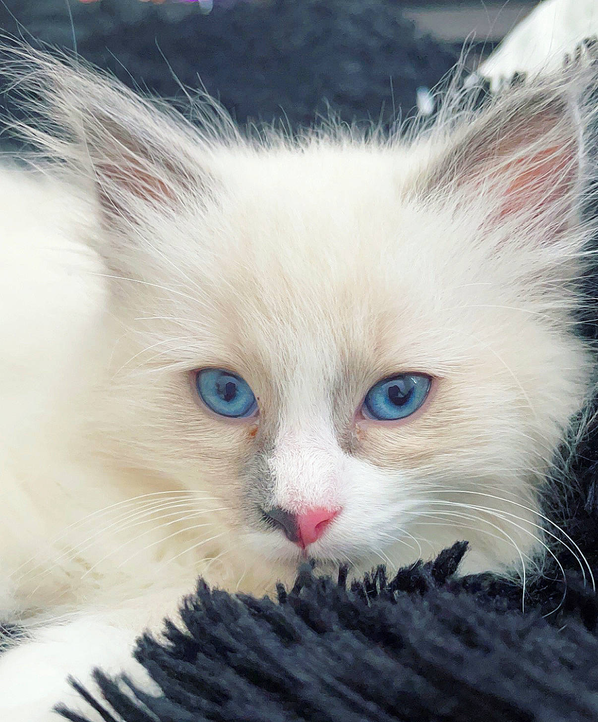 Mímir joined the competition — help win amazing prizes! carnivore, cat, claw, close_up, domestic_short_haired_cat, eye, eyebrow, fawn, felidae, fur, head, mammal, paw, small_to_medium_sized_cats, snout, terrestrial_animal, whiskers