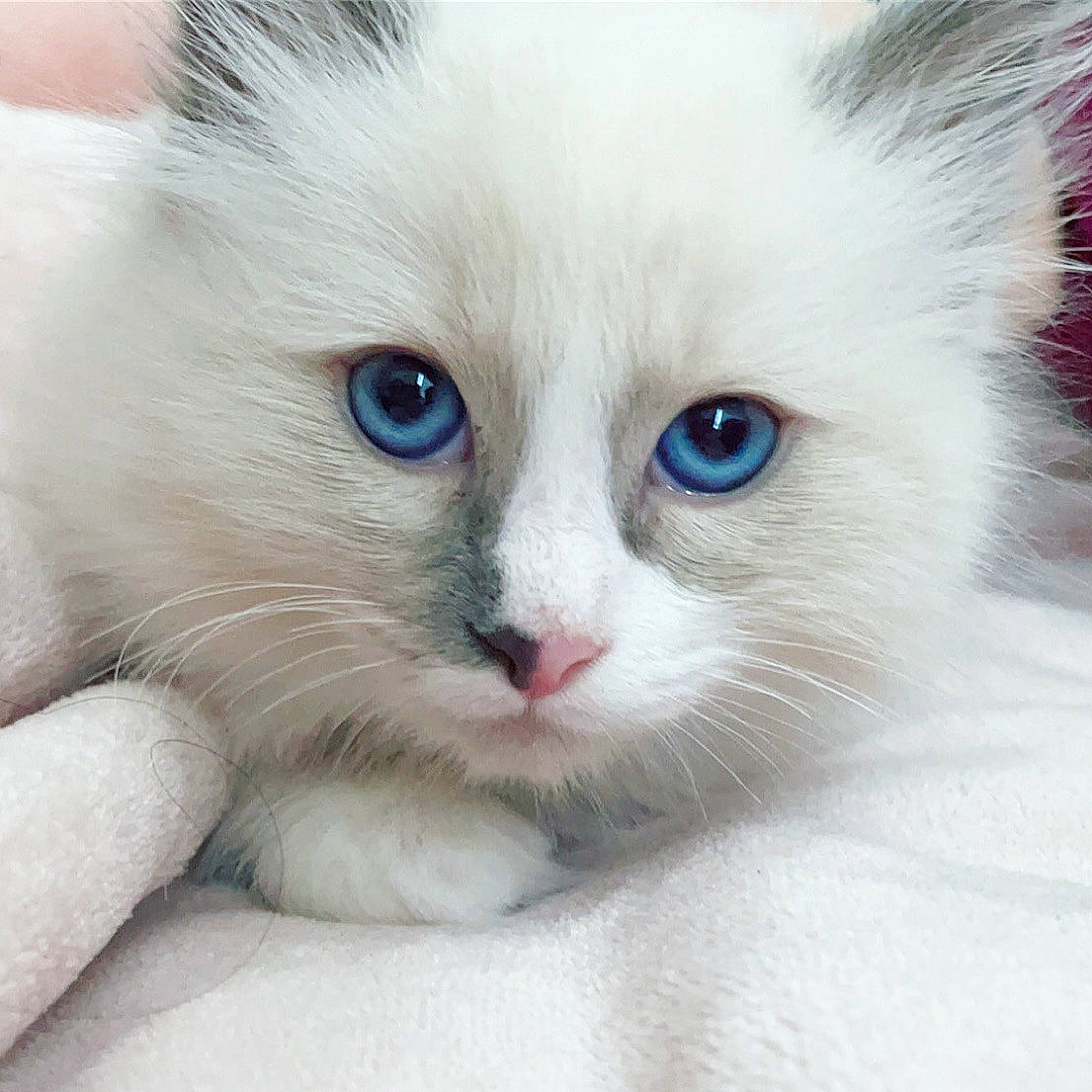 Mímir joined the competition — help win amazing prizes! balinese, carnivore, cat, claw, close_up, domestic_short_haired_cat, eye, fawn, felidae, fur, head, iris, paw, small_to_medium_sized_cats, snout, tail, terrestrial_animal, whiskers