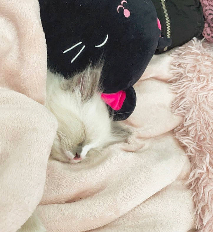 Mímir joined the competition — help win amazing prizes! carnivore, cat, collar, comfort, companion_dog, dog_breed, ear, fawn, felidae, fur, lap, magenta, pink, sleeve, small_to_medium_sized_cats, snout, tail, textile, toy, whiskers