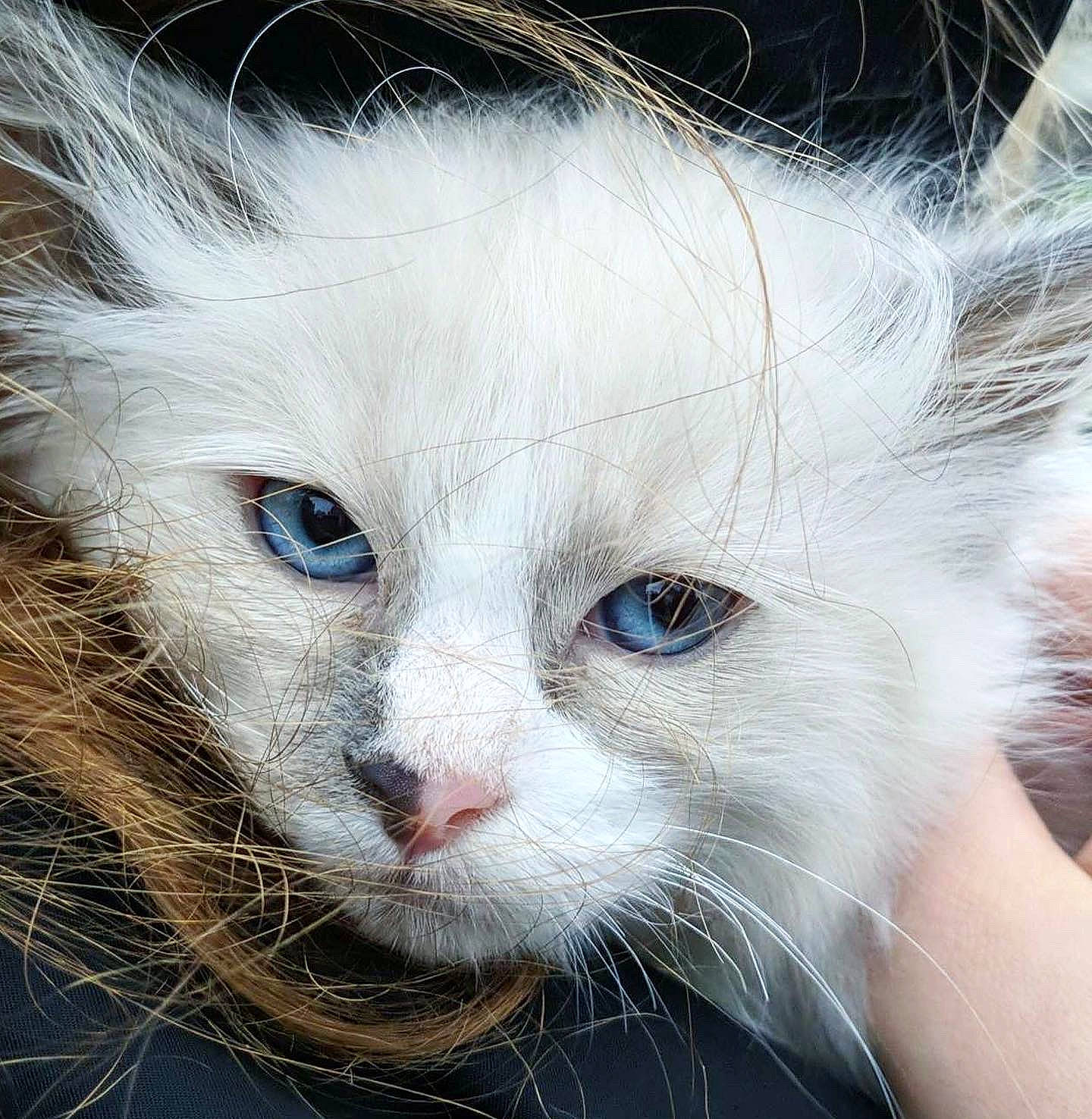 Mímir joined the competition — help win amazing prizes! carnivore, cat, close_up, domestic_short_haired_cat, fawn, felidae, fur, iris, small_to_medium_sized_cats, snout, terrestrial_animal, whiskers, wildlife, window