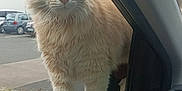 Gipsy participe au concours pour gagner de l'argent avec cette photo : animal, building, car_interior, car_window, cat, close_up, cream_colored, curious, daylight, ears, feline, fluffy, grass, outdoor, parked_cars, pet, sidewalk, urban, whiskers, window
