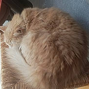 Gipsy a rejoint le concours — aidez-le/la à gagner de superbes lots ! animal, cat, chair, cozy, curled_up, cute, domestic_cat, feline, fluffy, fur, indoor, nap, orange_cat, peaceful, pet, quiet, relaxation, resting, sleeping, woven_chair