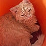 Gipsy participe au concours pour gagner de l'argent avec cette photo : animal, bucket, cat, closeup, cozy, curled_up, cute, domestic_animal, ears, feline, fluffy, fur, indoor, orange_cat, pet, relaxed, resting, sleepy, tail, whiskers
