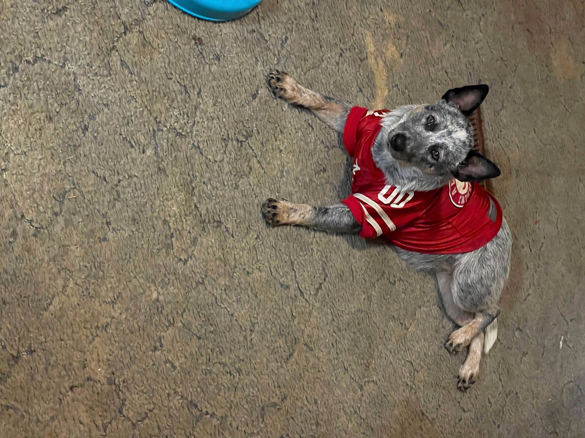 Railey is registered to the contest to win money with this photo: adventure, asphalt, canidae, carnivore, companion_dog, dog, dog_breed, dog_clothes, dog_supply, fawn, fun, leash, pet_supply, recreation, road_surface, soil, sporting_group, tail, toy, working_animal