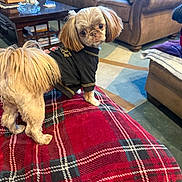 Nola joined the competition — help win amazing prizes! big_eyes, coffee_table, couch, dog, floor, fur, home_decor, indoor, living_room, looking_at_camera, pet, plaid_blanket, puppy, red_blanket, rug, shirt, small_dog, sofa, throw_pillow, wooden_table