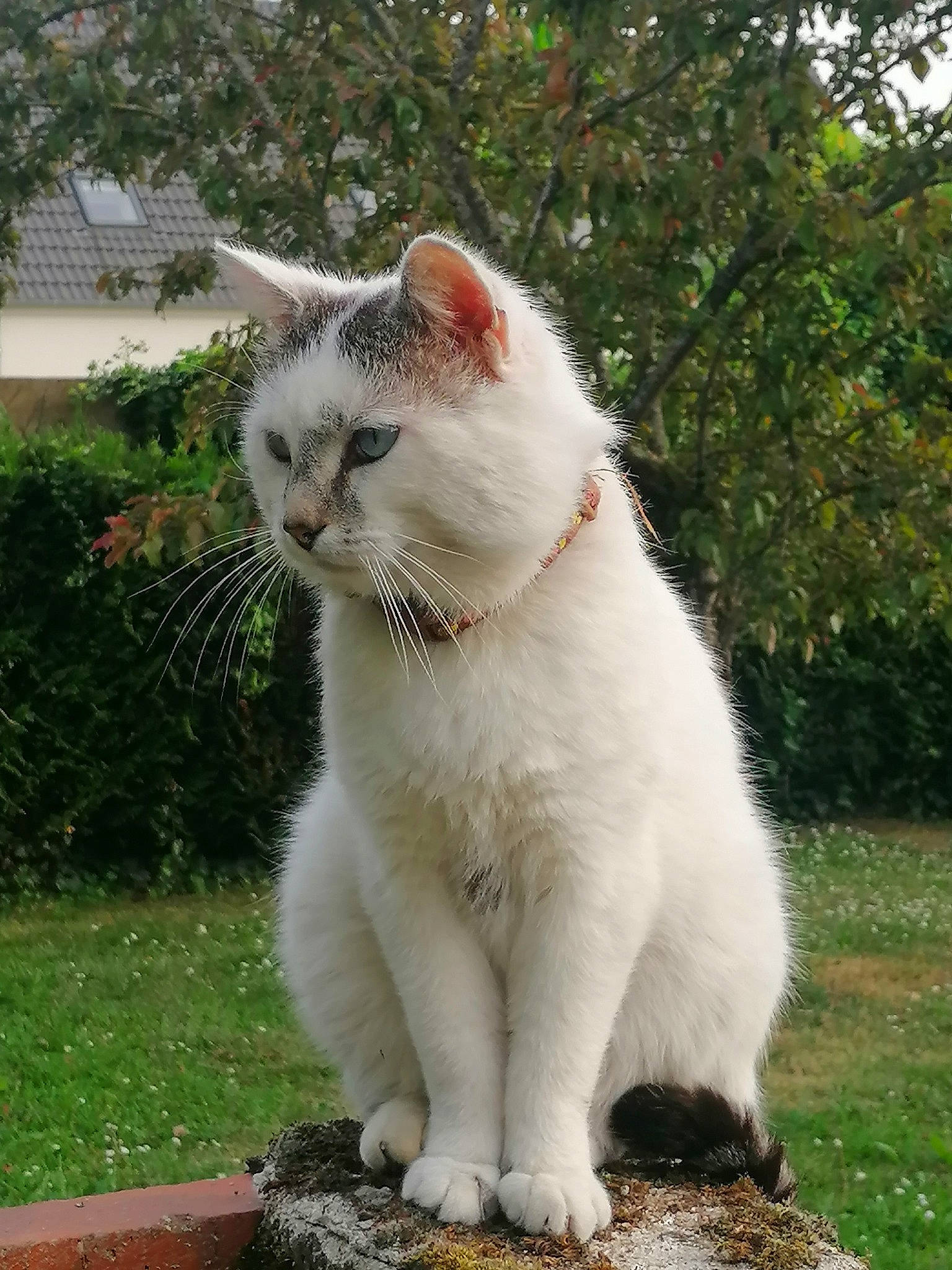 Kawaii a rejoint le concours — aidez-le/la à gagner de superbes lots ! carnivore, cat, claw, domestic_short_haired_cat, eye, fang, fawn, felidae, fur, grass, paw, plant, small_to_medium_sized_cats, snout, tail, terrestrial_animal, tree, whiskers, window