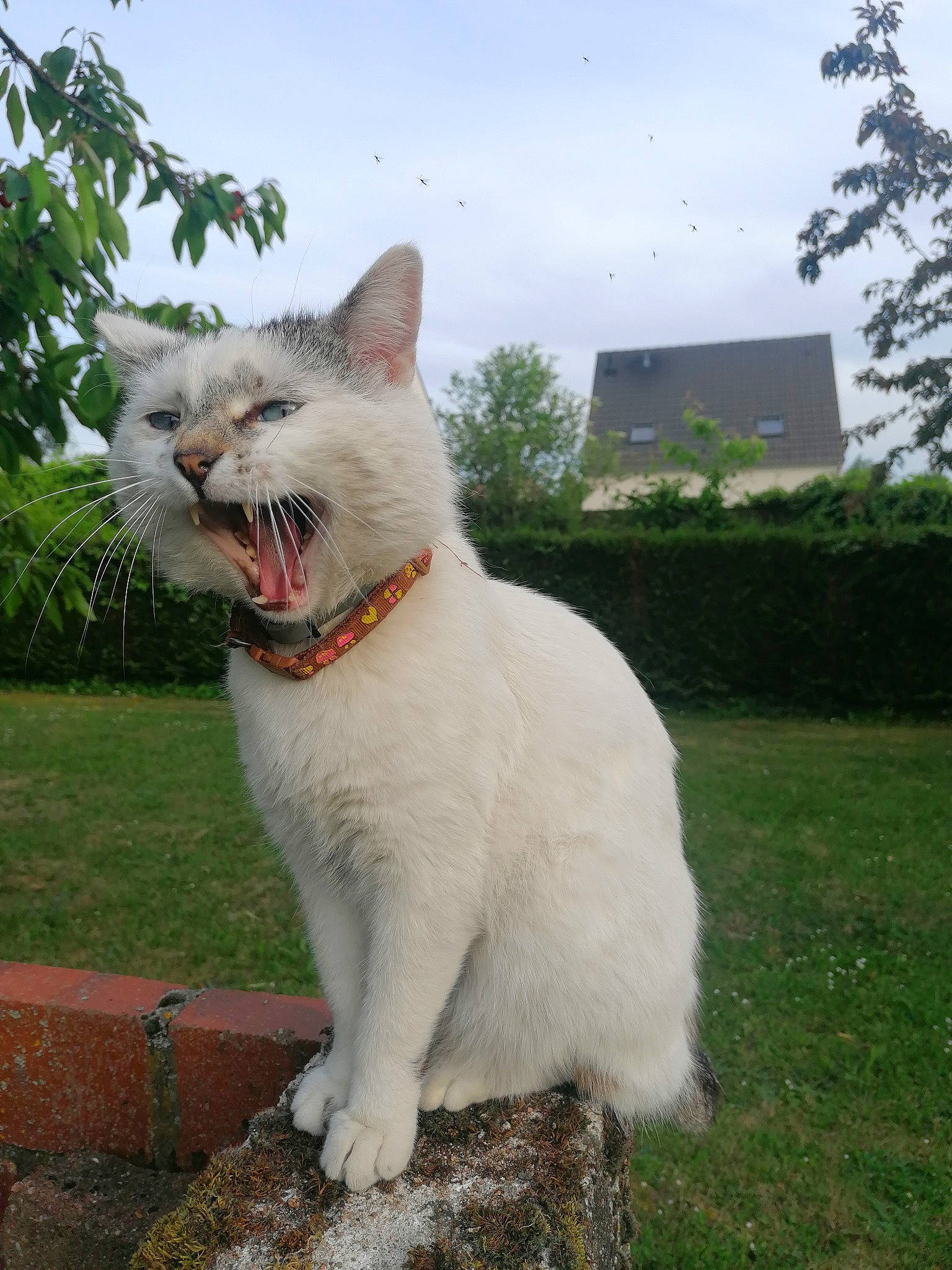 Kawaii a rejoint le concours — aidez-le/la à gagner de superbes lots ! building, carnivore, cat, cloud, collar, domestic_short_haired_cat, fang, fawn, felidae, fur, grass, plant, sky, small_to_medium_sized_cats, snout, tail, terrestrial_animal, tree, whiskers, wildlife