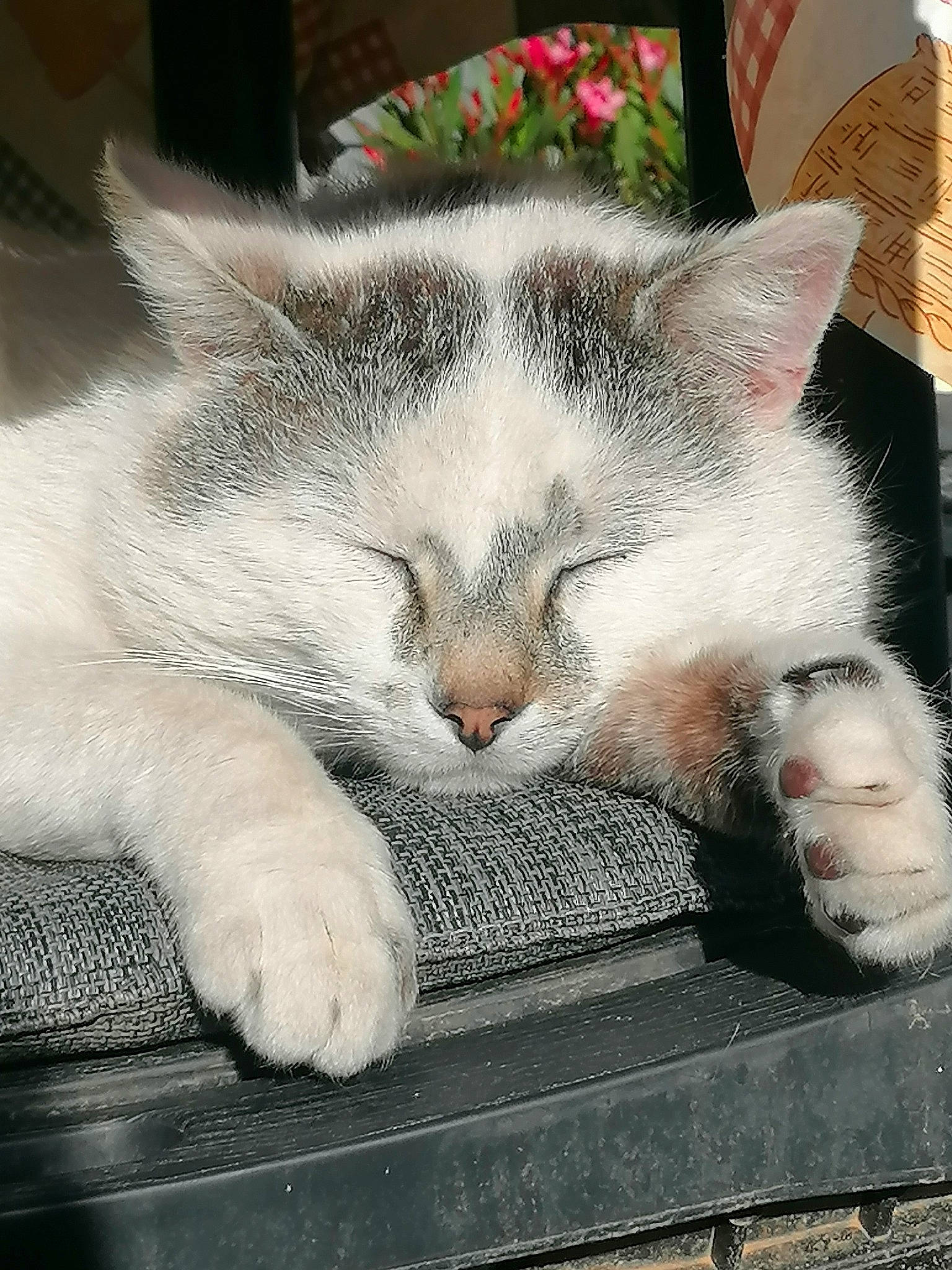 Kawaii participe au concours pour gagner de l'argent avec cette photo : carnivore, cat, claw, comfort, domestic_short_haired_cat, felidae, fur, grey, linens, metal, nap, paw, sleep, small_to_medium_sized_cats, snout, square, tail, whiskers