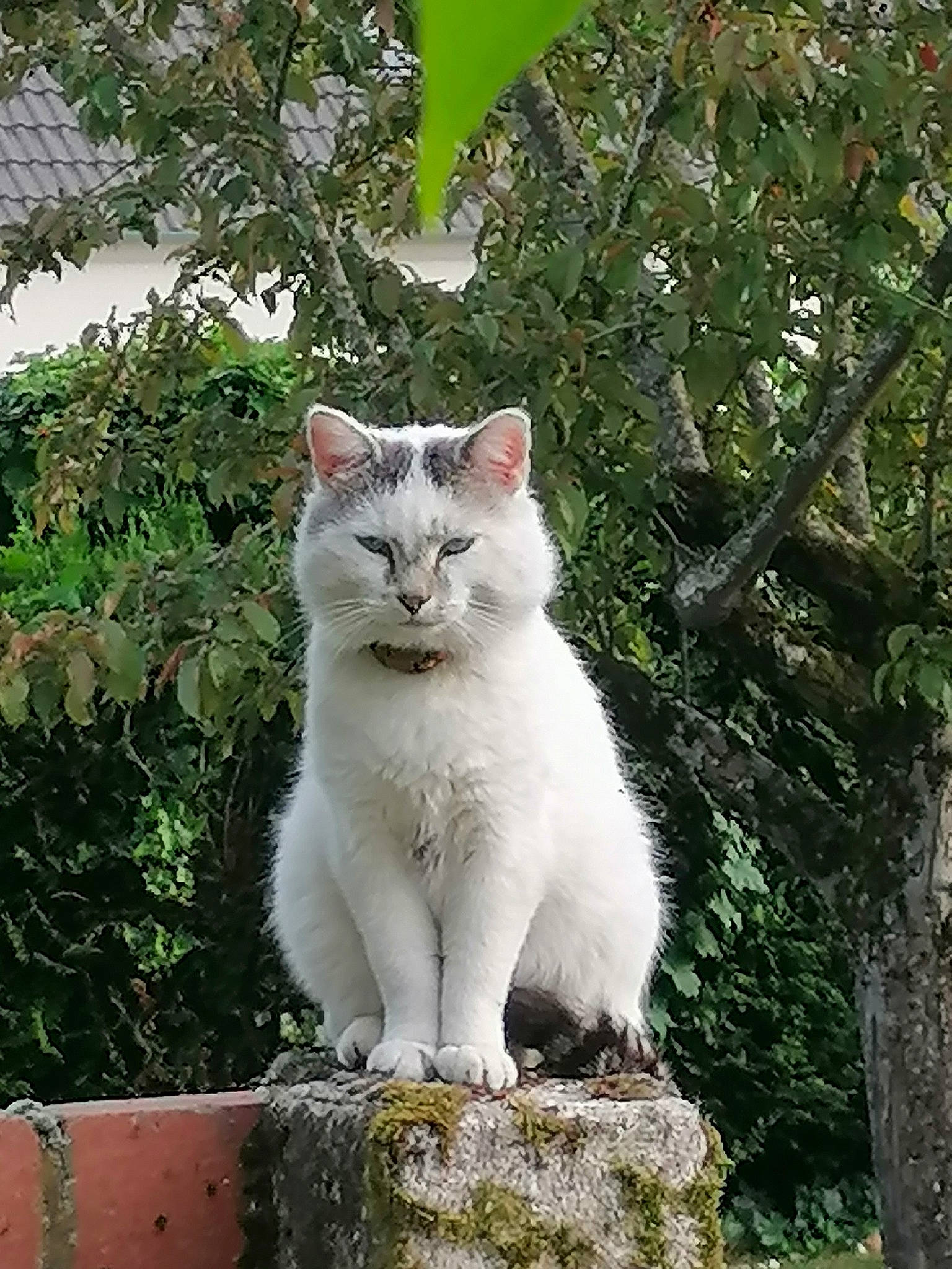 Kawaii a rejoint le concours — aidez-le/la à gagner de superbes lots ! carnivore, cat, domestic_short_haired_cat, felidae, fur, grass, plant, small_to_medium_sized_cats, snout, tail, terrestrial_animal, tree, trunk, twig, whiskers