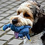 dog, toy, plush_toy, blue, outdoor, pavement, pet, fur, black_and_white, animal, playful, close_up, cute, collar, mammal, young, domestic_animal, snout, ears, side_view