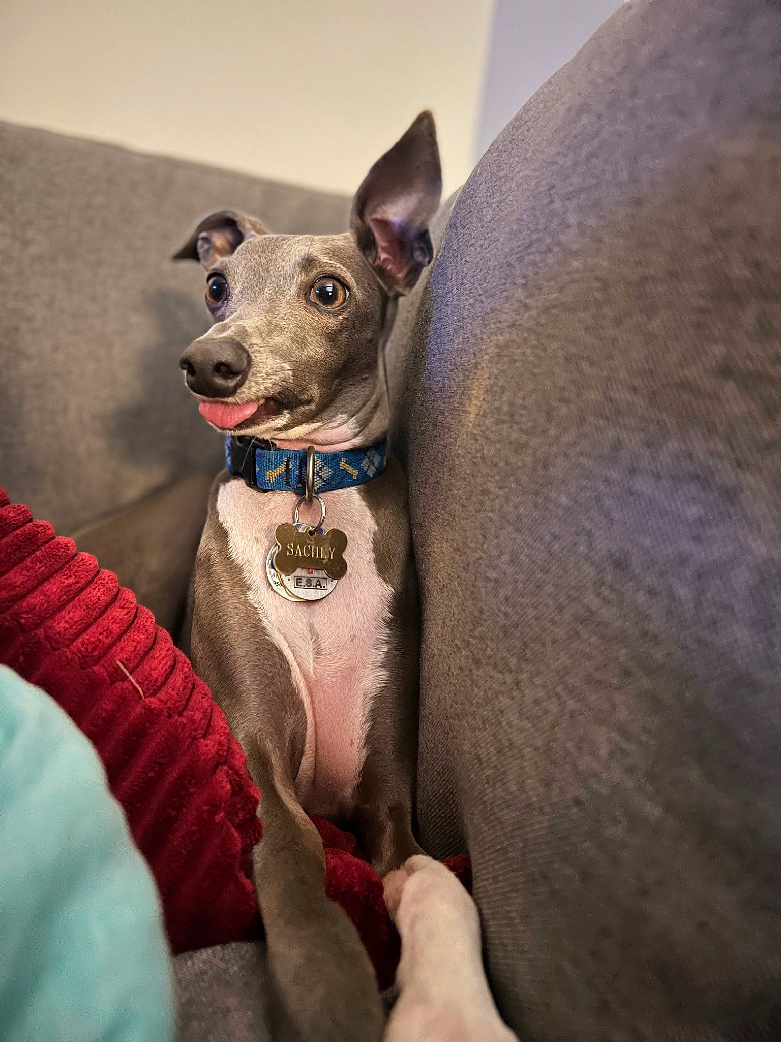 Sachey joined the competition — help win amazing prizes! canidae, carnivore, collar, comfort, companion_dog, dog, dog_breed, dog_supply, fawn, fur, grey, mexican_hairless_dog, non_sporting_group, pet_supply, snout, sporting_group, terrestrial_animal, toy_dog, whiskers, working_animal