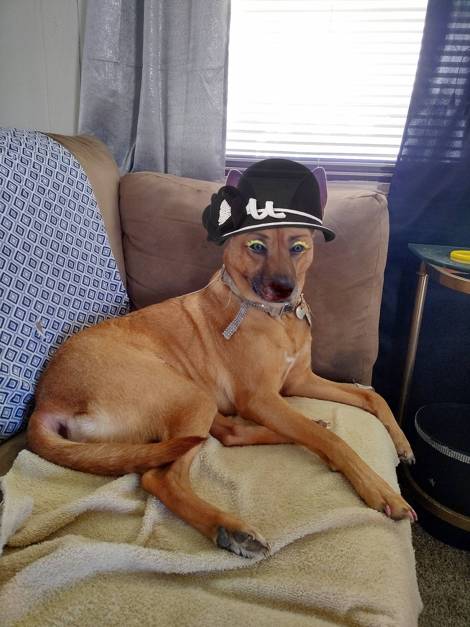 Chole joined the competition — help win amazing prizes! armrest, carnivore, chair, comfort, companion_dog, couch, curtain, dog, dog_breed, dog_supply, eyewear, fawn, flooring, guard_dog, liver, sitting, sporting_group, window, window_blind, working_animal