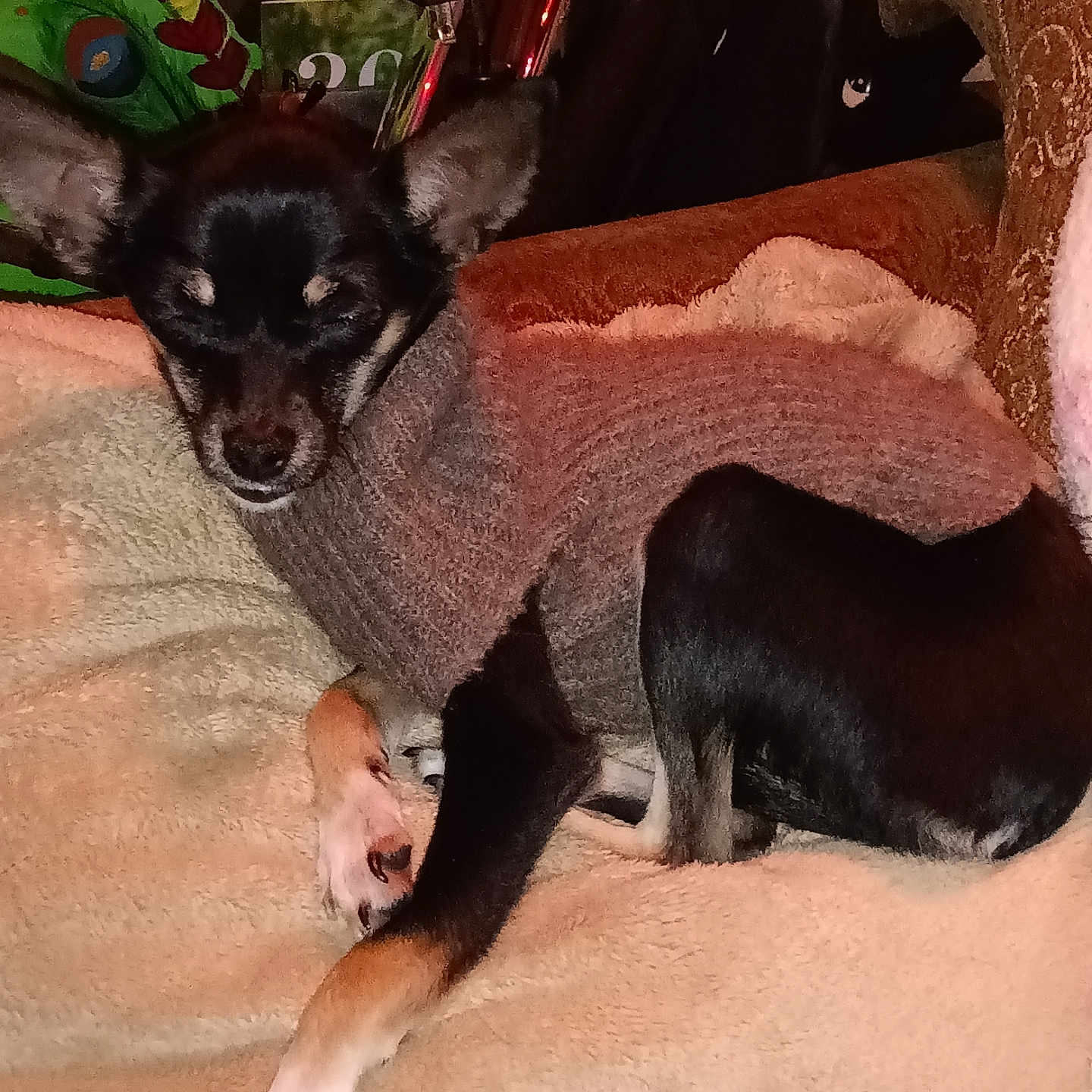 Nelly is registered to the contest to win money with this photo: animal, architecture, armchair, building, canine, chair, chihuahua, couch, cushion, dog, furniture, homedecor, hound, husky, indoors, linen, livingroom, pet, pig, puppy