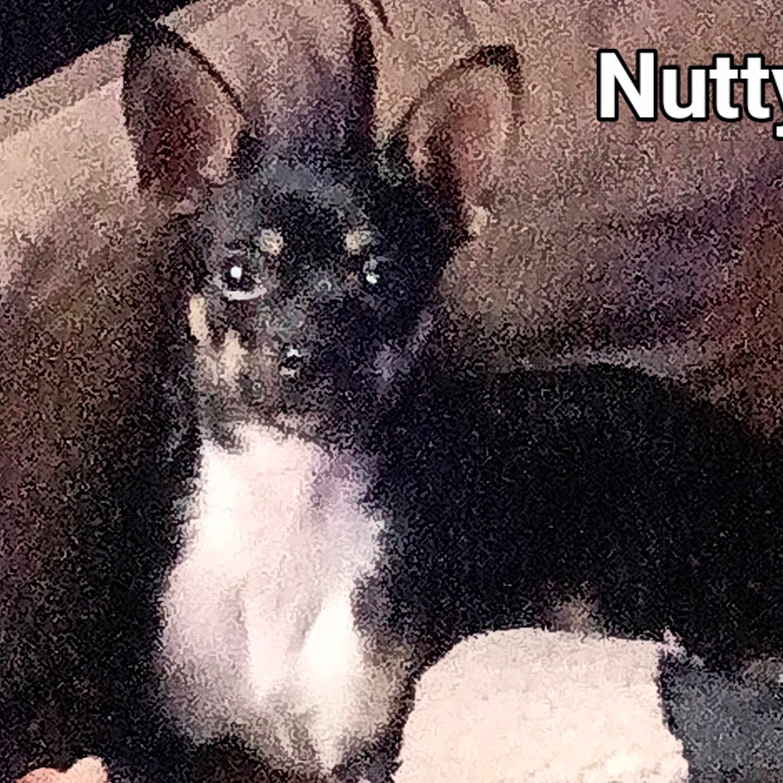 Nutty
