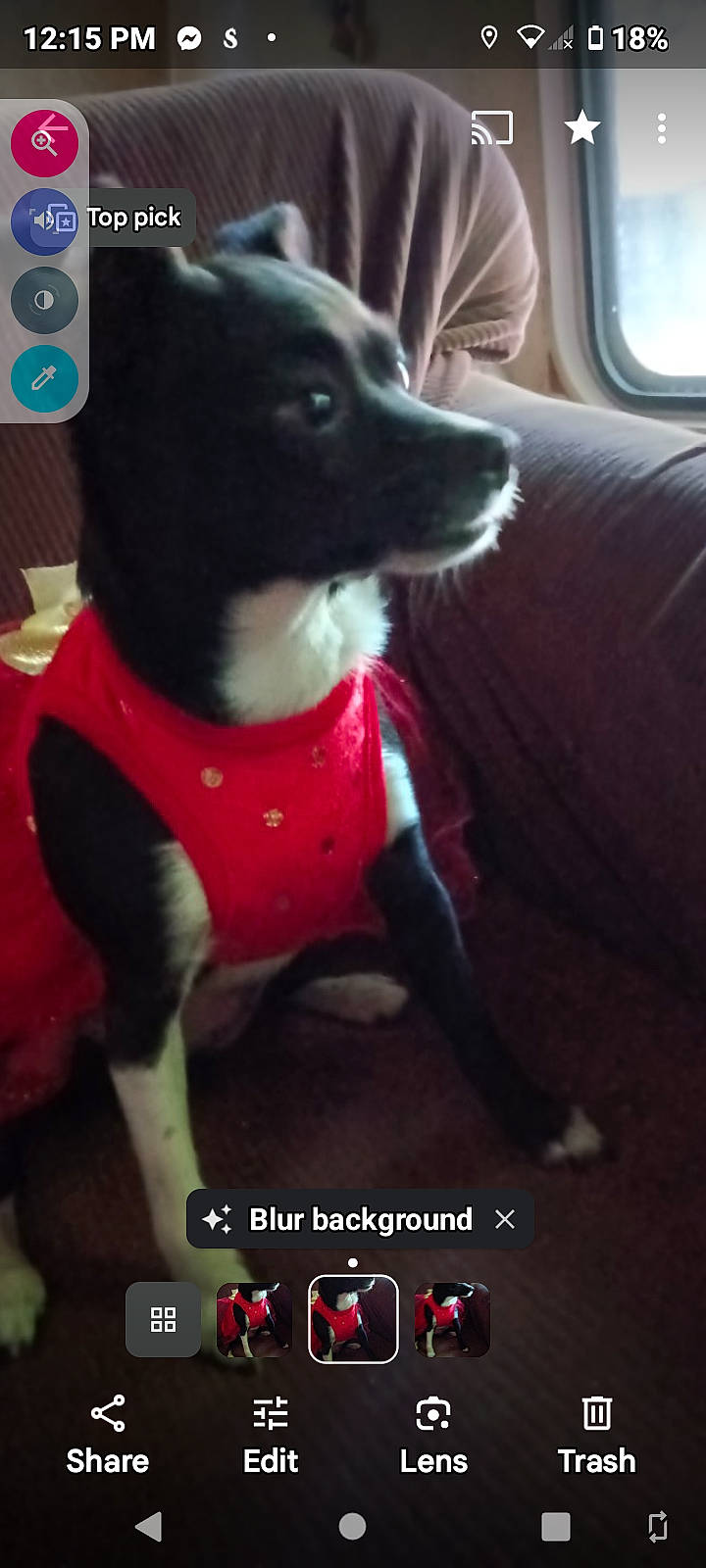 Jelly joined the competition — help win amazing prizes! animal, bostonbull, bulldog, canine, chihuahua, computerhardware, couch, cushion, dog, electronics, furniture, hardware, homedecor, monitor, person, pet, phone, puppy, screen, text