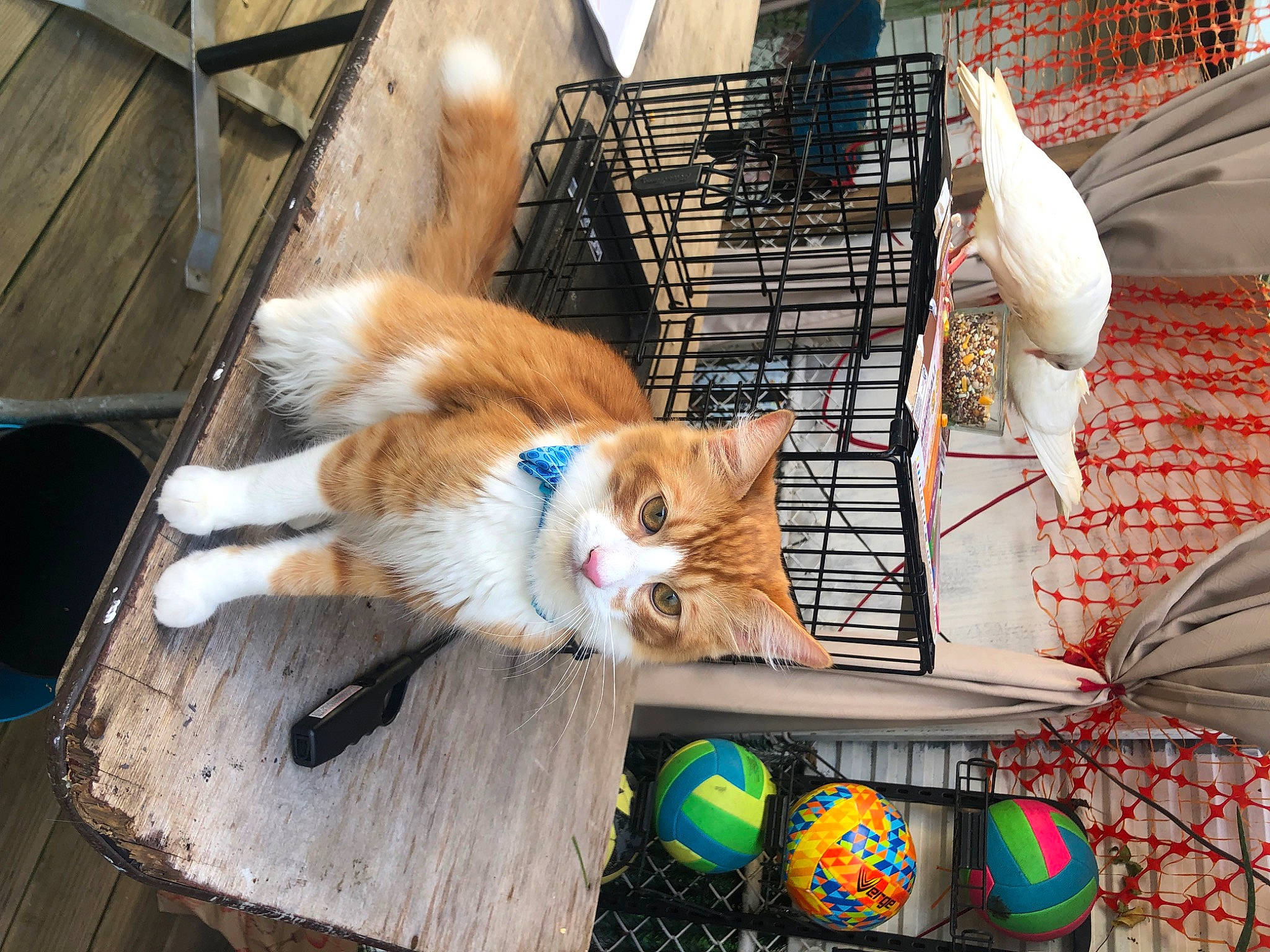 Kianu joined the competition — help win amazing prizes! animal_shelter, ball, canidae, carnivore, cat, companion_dog, dog_breed, domestic_short_haired_cat, fawn, felidae, fur, kennel, pet_supply, scotch_collie, small_to_medium_sized_cats, spitz, sporting_group, tail, whiskers, wood