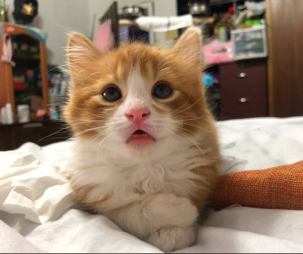 Kianu is registered to the contest to win money with this photo: box, cabinetry, carnivore, cat, chest_of_drawers, claw, comfort, domestic_short_haired_cat, drawer, eye, fawn, felidae, fur, paw, picture_frame, shelf, small_to_medium_sized_cats, snout, whiskers, wood