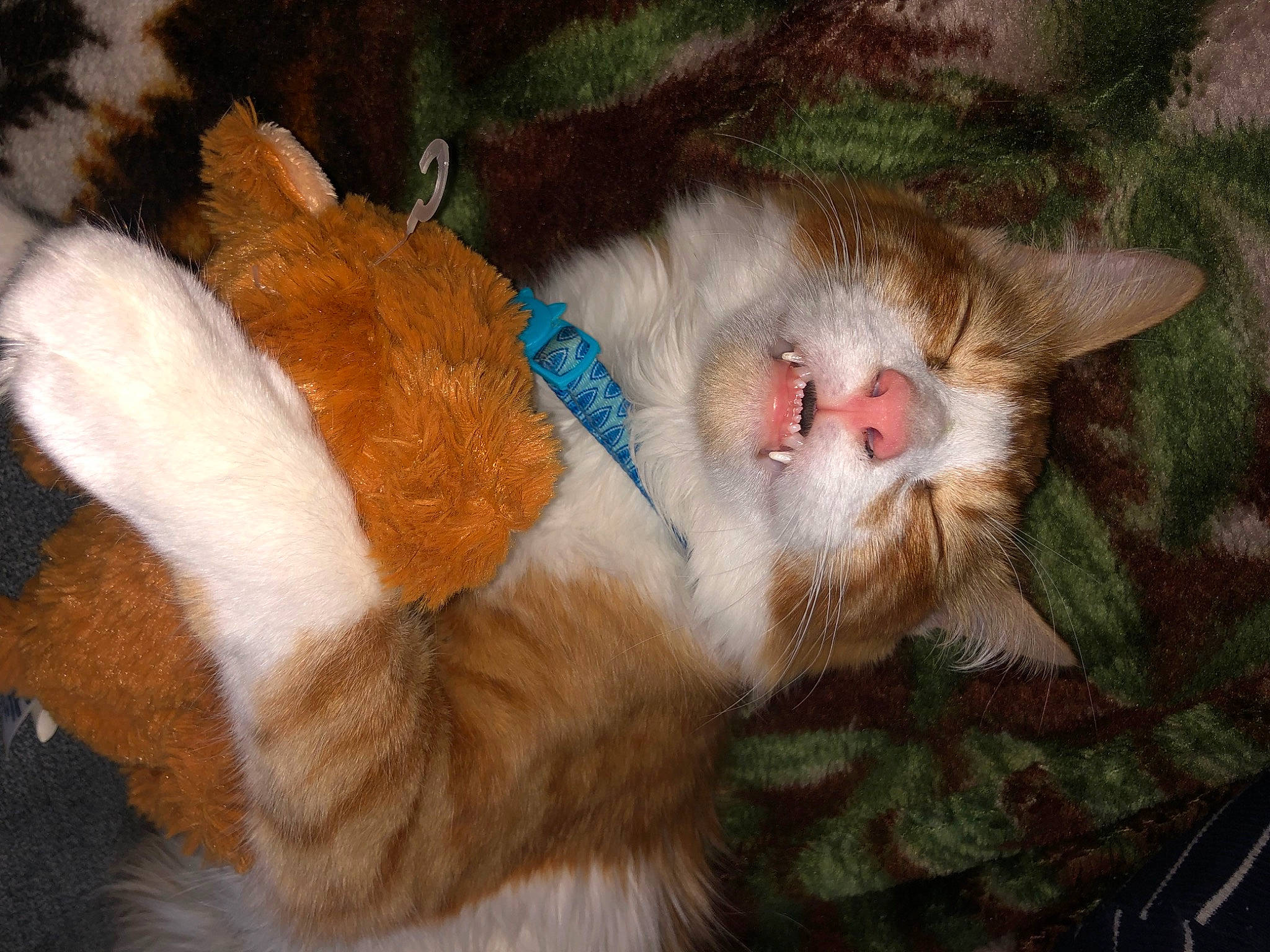 Kianu joined the competition — help win amazing prizes! canidae, carnivore, cat, claw, dog_breed, domestic_short_haired_cat, fawn, felidae, fur, mammal, paw, small_to_medium_sized_cats, snout, sporting_group, tail, whiskers