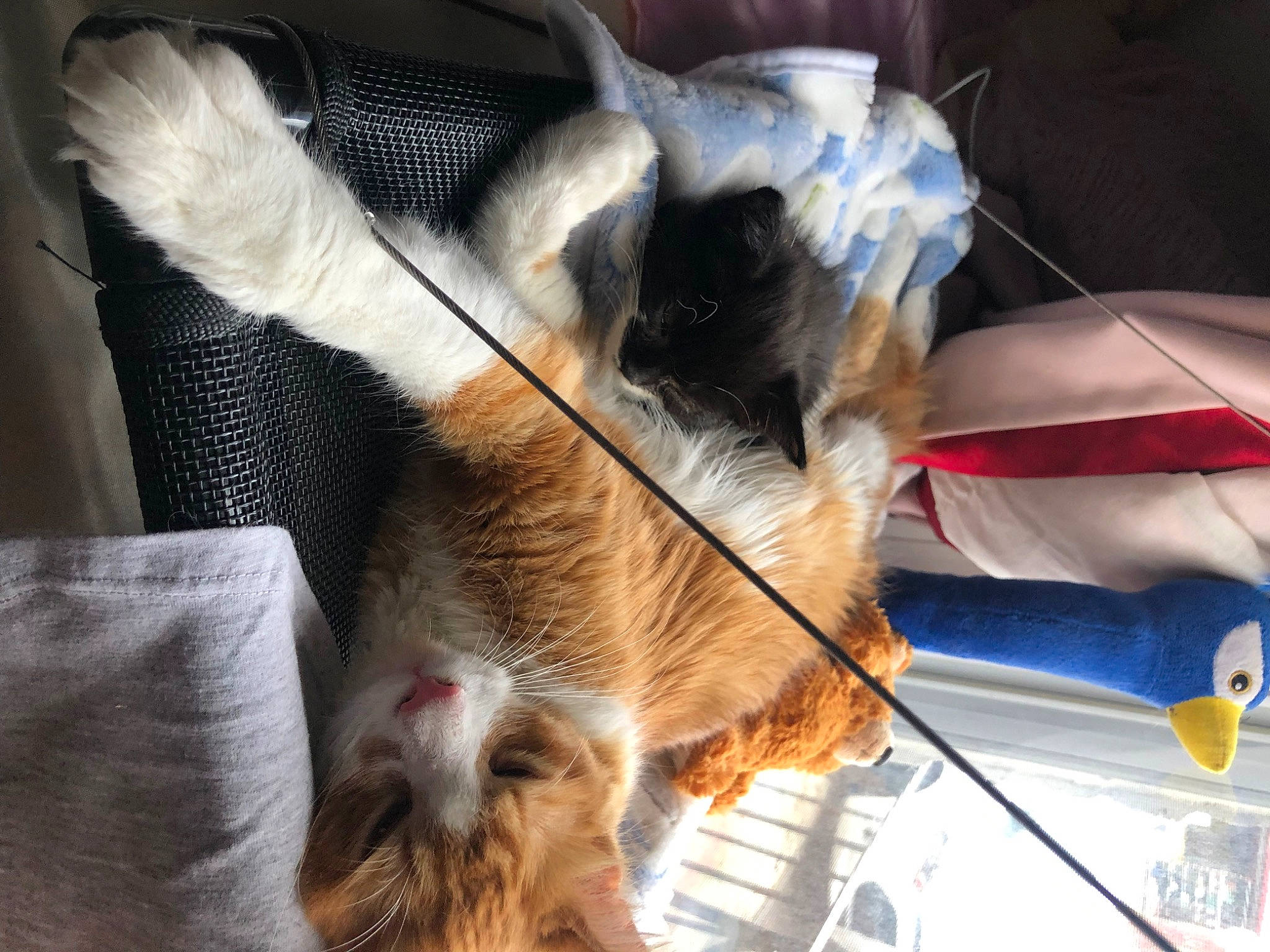 Kianu joined the competition — help win amazing prizes! canidae, carnivore, cat, claw, collar, comfort, companion_dog, dog_breed, fawn, felidae, fur, hat, paw, small_to_medium_sized_cats, snout, sporting_group, tail, terrier, toy_dog, whiskers