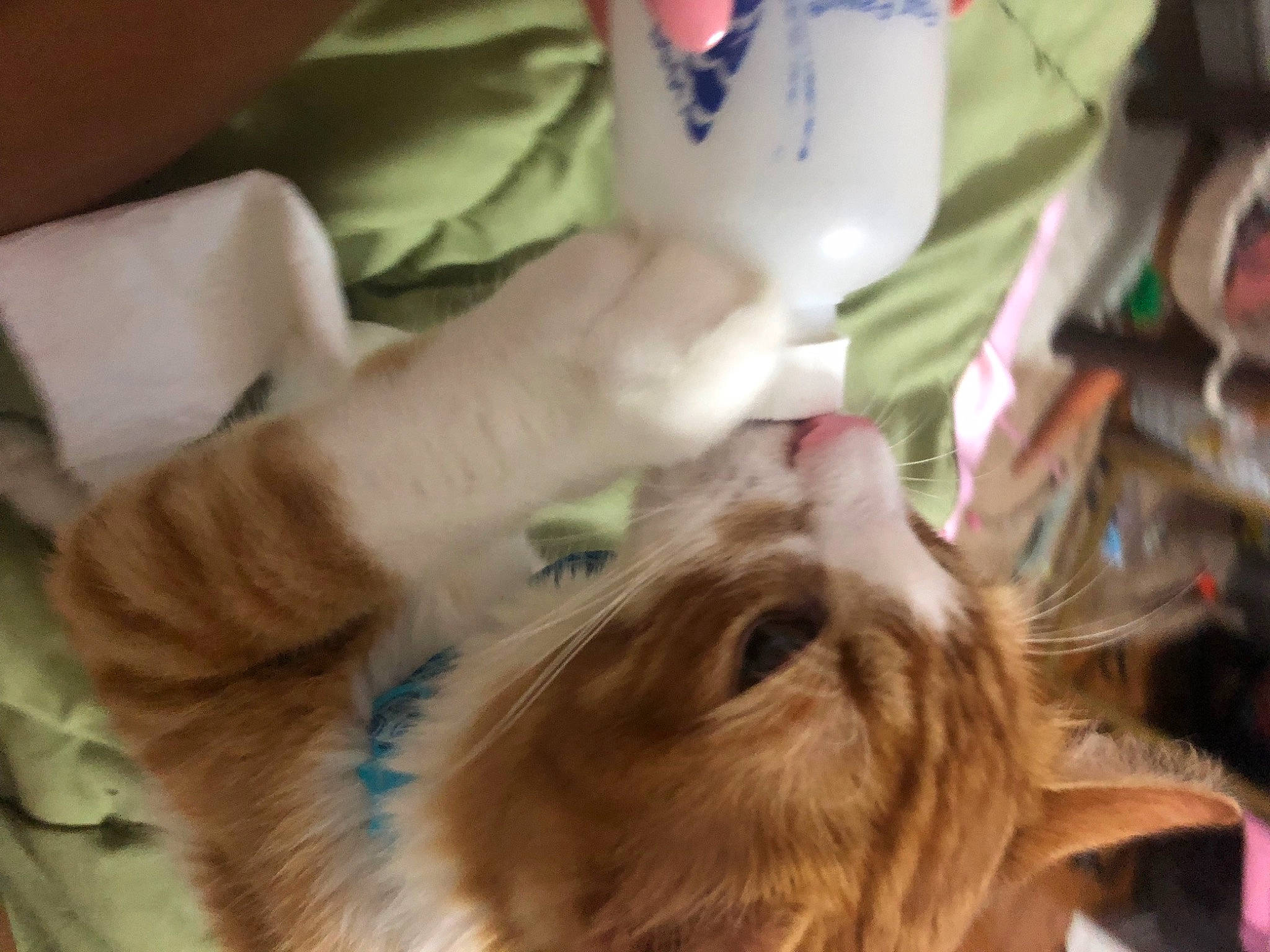 Kianu joined the competition — help win amazing prizes! carnivore, child, companion_dog, dog_breed, ear, eyelash, fawn, felidae, finger, fun, fur, hair_coloring, liver, mammal, nail, small_to_medium_sized_cats, sporting_group, toy_dog, vertebrate, whiskers