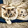 Hana And Kota joined the competition — help win amazing prizes! cat, cats, feline, pet, animal, fluffy, blue_eyes, resting, cozy, blanket, fur, indoor, cute, companion, relaxed, laying, closeup, portrait, whiskers, domestic_cat