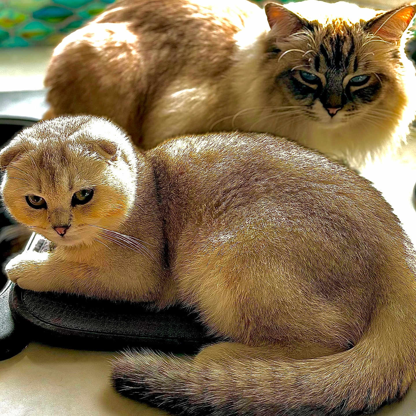 Hana And Kota joined the competition — help win amazing prizes! animal, cat, cozy, cute, domestic_animal, ears, face, feline, fluffy, fur, indoor, pet, relaxed, resting, sunlight, tabby, tail, two_cats, whiskers, window_light