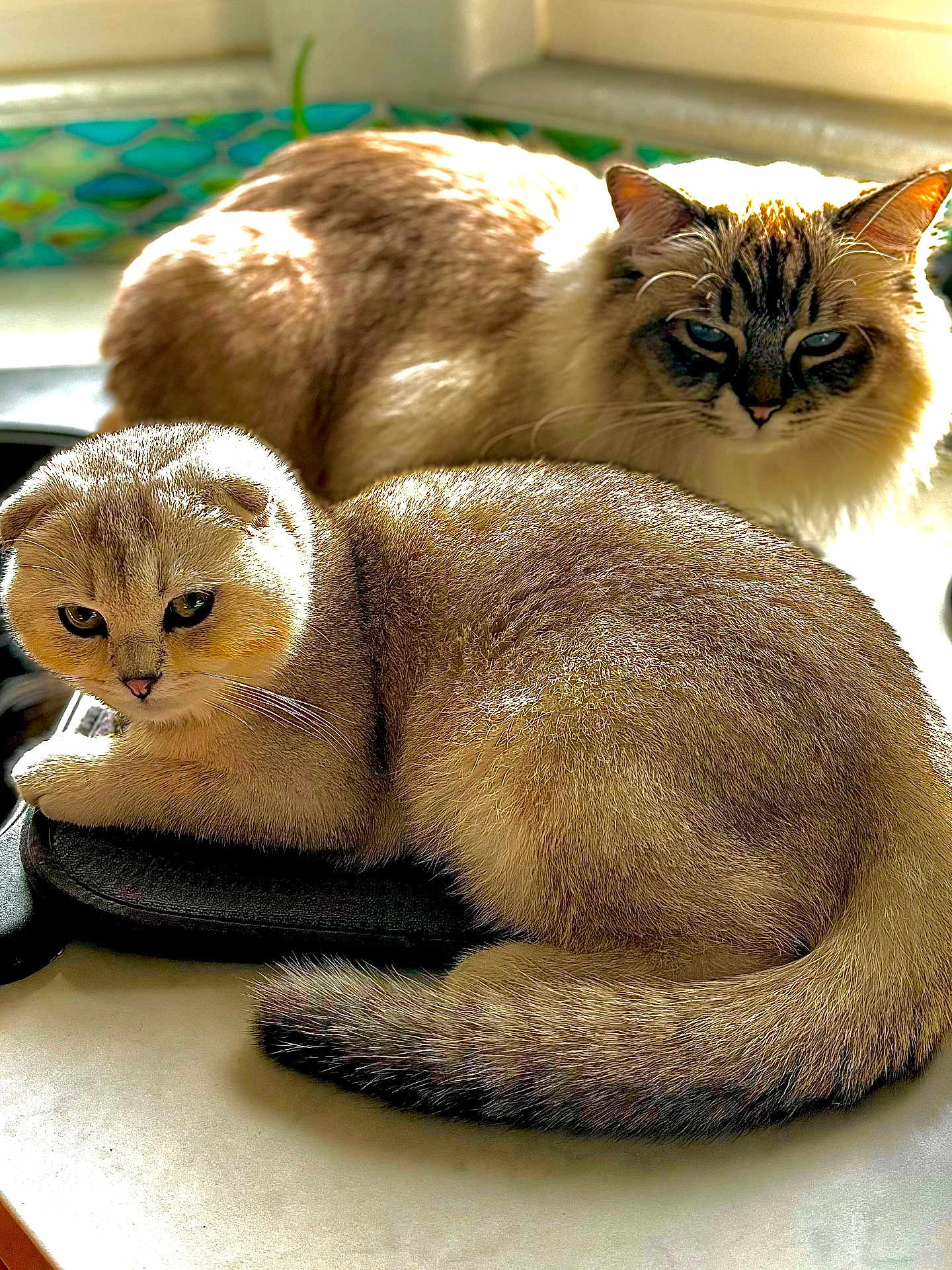 Hana And Kota joined the competition — help win amazing prizes! cat, feline, fluffy, relaxed, sunlight, indoor, two_cats, fur, resting, window_light, domestic_animal, pet, animal, cute, cozy, tabby, whiskers, tail, ears, face