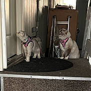 Hana And Kota joined the competition — help win amazing prizes! cat, pets, harness, door, curious, indoor, fluffy, two_cats, porch, household_items, carpet, leash, domestic, companions, feline, side_view, looking, curiosity, indoor_lighting, quiet
