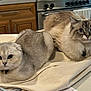cat, two_cats, indoor, kitchen, countertop, feline, pet, domestic_animal, curious, gray_cat, fluffy_cat, short_hair, long_hair, blue_eyes, folded_ears, resting, fabric, cabinet, appliance, cozy