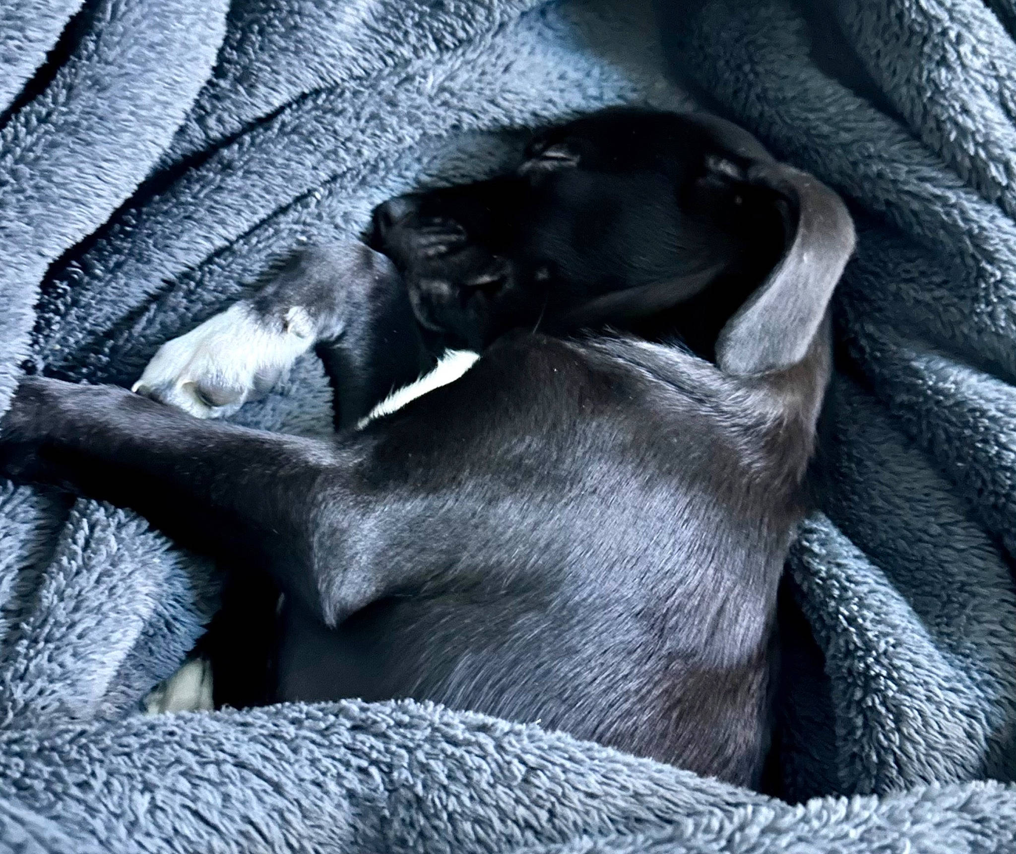 Louis is registered to the contest to win money with this photo: carnivore, comfort, companion_dog, darkness, dog, dog_breed, electric_blue, fur, grey, linens, liver, monochrome, monochrome_photography, natural_material, sporting_group, terrestrial_animal, tints_and_shades