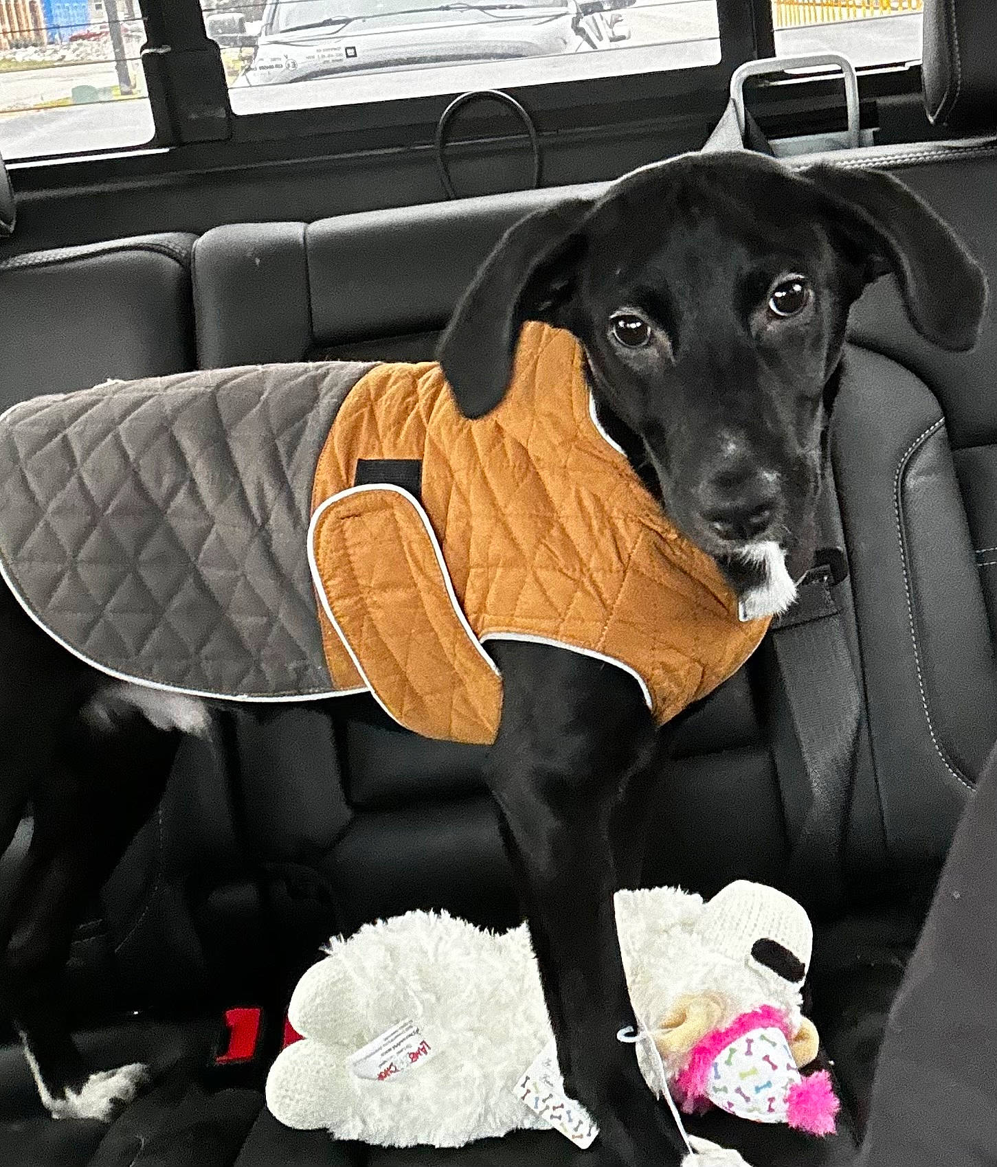 Louis is registered to the contest to win money with this photo: art, canidae, car_seat, car_seat_cover, carnivore, chair, comfort, companion_dog, dog, dog_breed, dog_collar, dog_supply, fawn, painting, snout, sporting_group, toy_dog, vehicle_door, window, working_animal