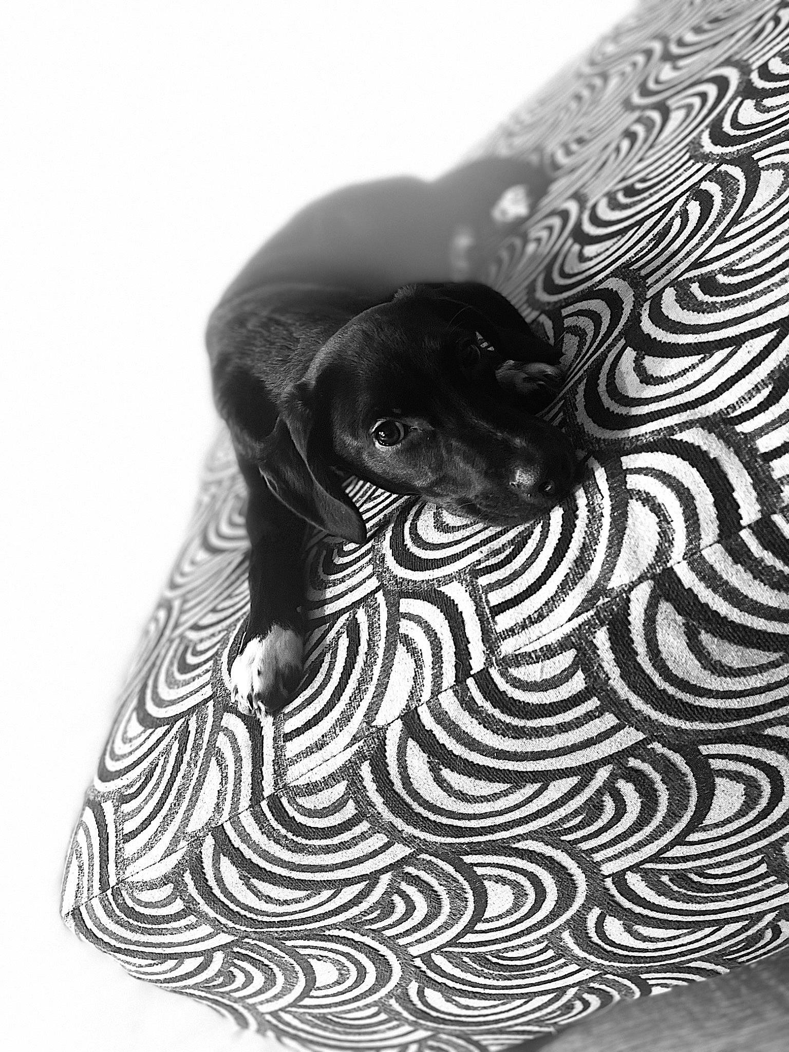 Louis joined the competition — help win amazing prizes! art, canidae, carnivore, circle, companion_dog, dog, dog_bed, dog_breed, font, guard_dog, illustration, monochrome, monochrome_photography, pattern, snout, sporting_group, terrestrial_animal, visual_arts, wildlife, working_animal