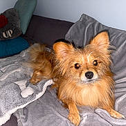 Bugsby joined the competition — help win amazing prizes! animal, blanket, brown, canine, comfort, couch, cozy, dog, ears, face, fur, furniture, home, indoor, laying, looking, pet, pillow, portrait, relaxing