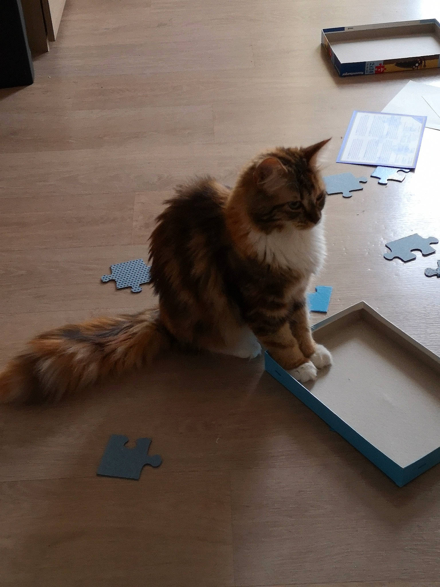 Eywa a rejoint le concours — aidez-le/la à gagner de superbes lots ! carnivore, cat, domestic_long_haired_cat, felidae, floor, flooring, fur, hardwood, kitten, laminate_flooring, maine_coon, norwegian_forest_cat, ragamuffin, siberian, small_to_medium_sized_cats, table, tail, whiskers, wood, wood_flooring