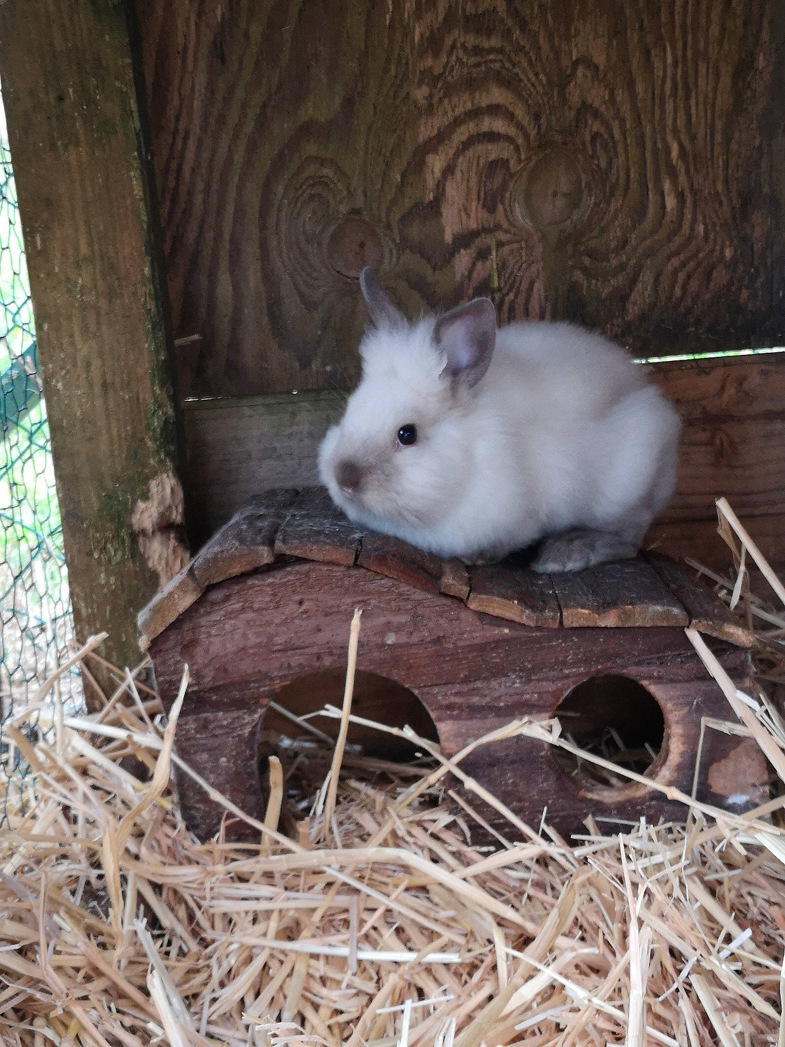 Bounty participe au concours pour gagner de l'argent avec cette photo : angora_rabbit, animal_shelter, domestic_rabbit, fawn, fur, hamster, hare, mammal, rabbit, rabbits_and_hares, skin, whiskers