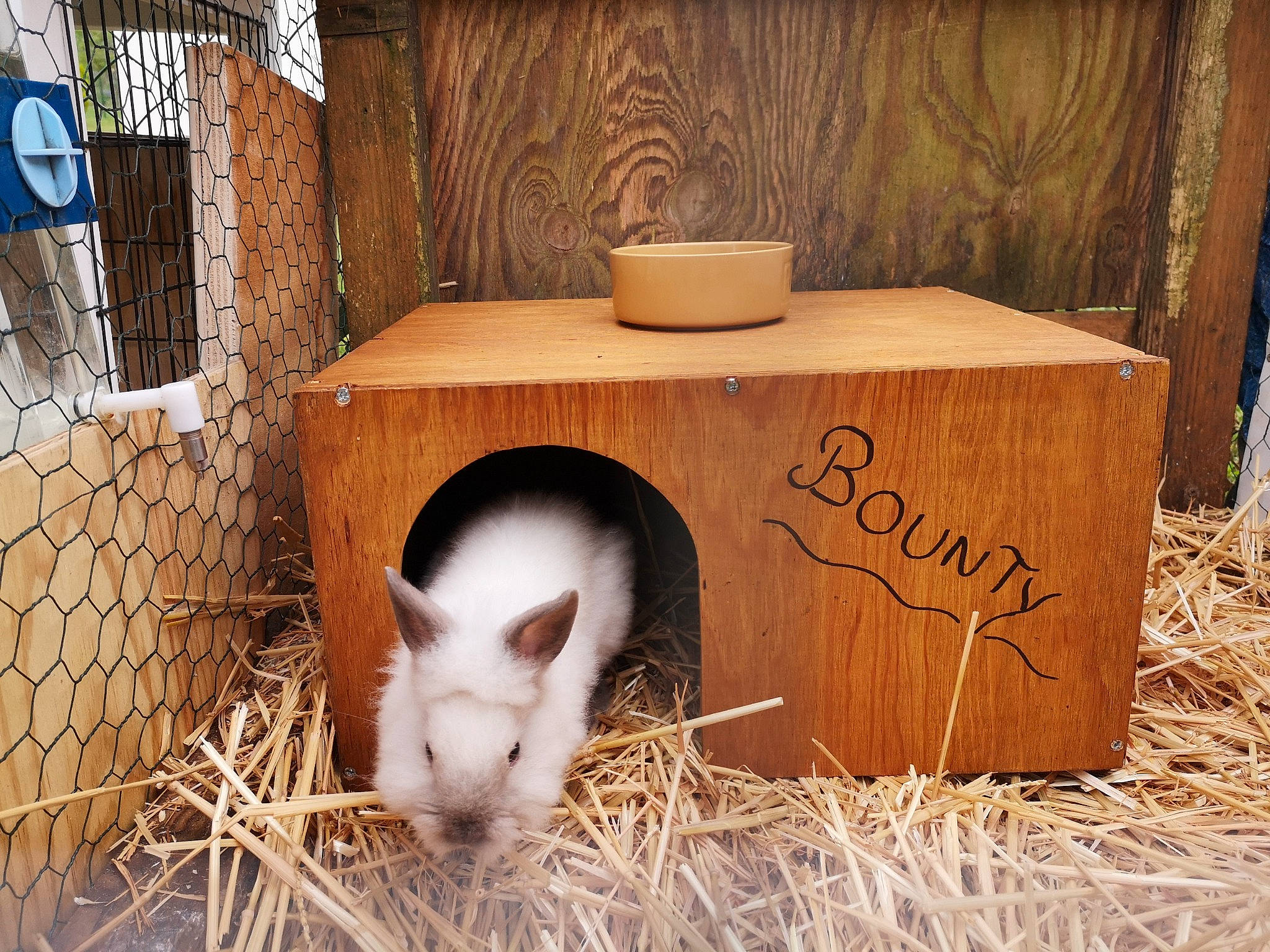 Bounty participe au concours pour gagner de l'argent avec cette photo : animal_shelter, box, doghouse, domestic_rabbit, ear, fawn, guinea_pig, hare, rabbit, rabbits_and_hares, wood