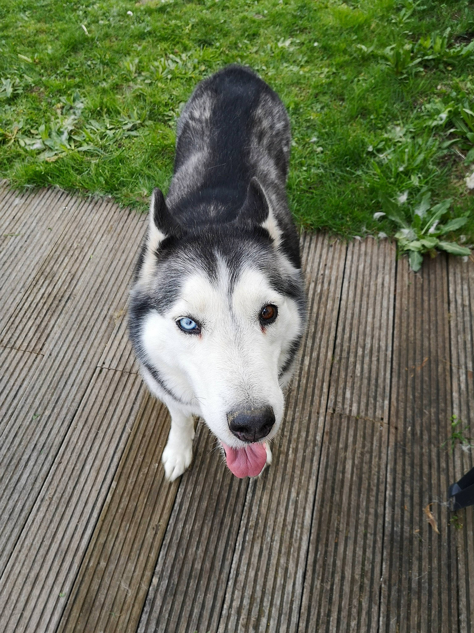 Démon Et Shaïna participe au concours pour gagner de l'argent avec cette photo : alaskan_malamute, canidae, carnivore, dog, dog_breed, grass, mammal, native_american_indian_dog, northern_inuit_dog, nose, saarloos_wolfdog, sakhalin_husky, seppala_siberian_sleddog, siberian_husky, sled_dog, snout, tamaskan_dog, vertebrate, wolfdog, working_dog