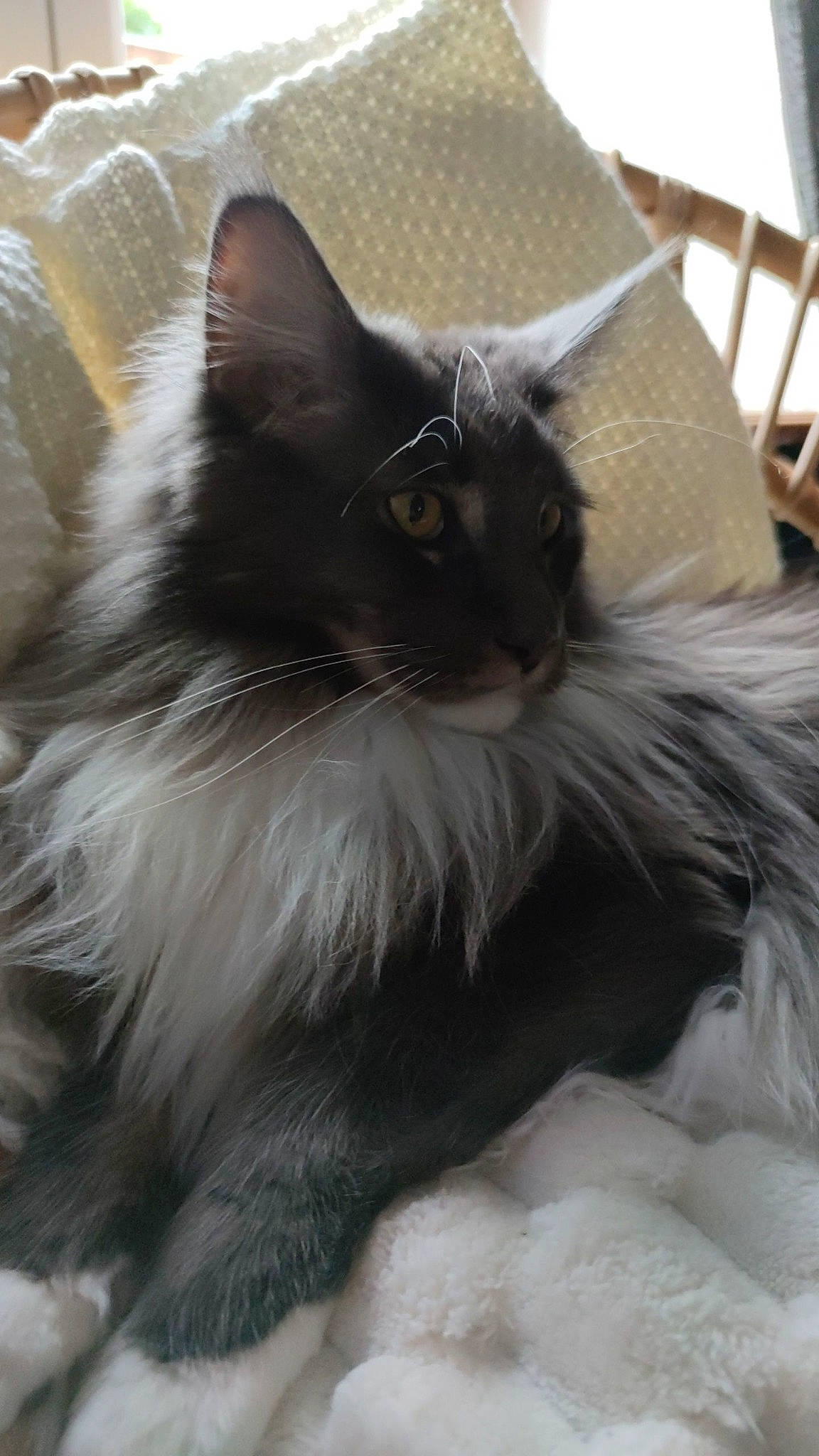Trésor participe au concours pour gagner de l'argent avec cette photo : black_cat, british_longhair, carnivore, cat, cat_supply, claw, comfort, felidae, fur, grey, ragdoll, small_to_medium_sized_cats, snout, tail, terrestrial_animal, whiskers