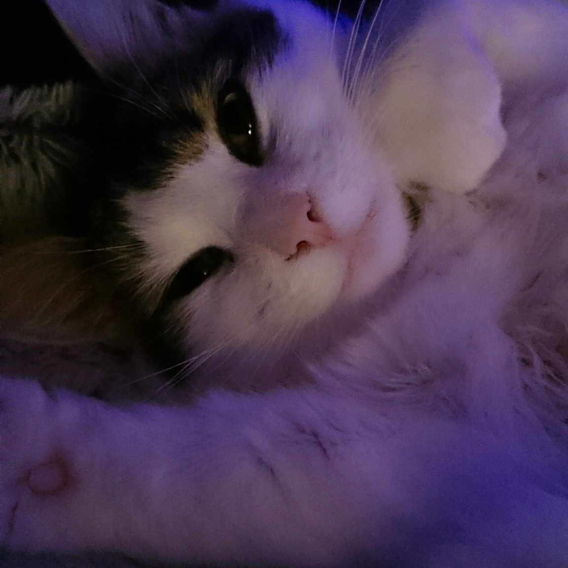 Noisette