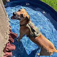 Snickers is registered to the contest to win money with this photo: dog, swimming, pool, water, outdoor, grass, sunlight, harness, pet, animal, brown_dog, wet, summer, backyard, playing, standing, looking_up, ripples, portrait, funny