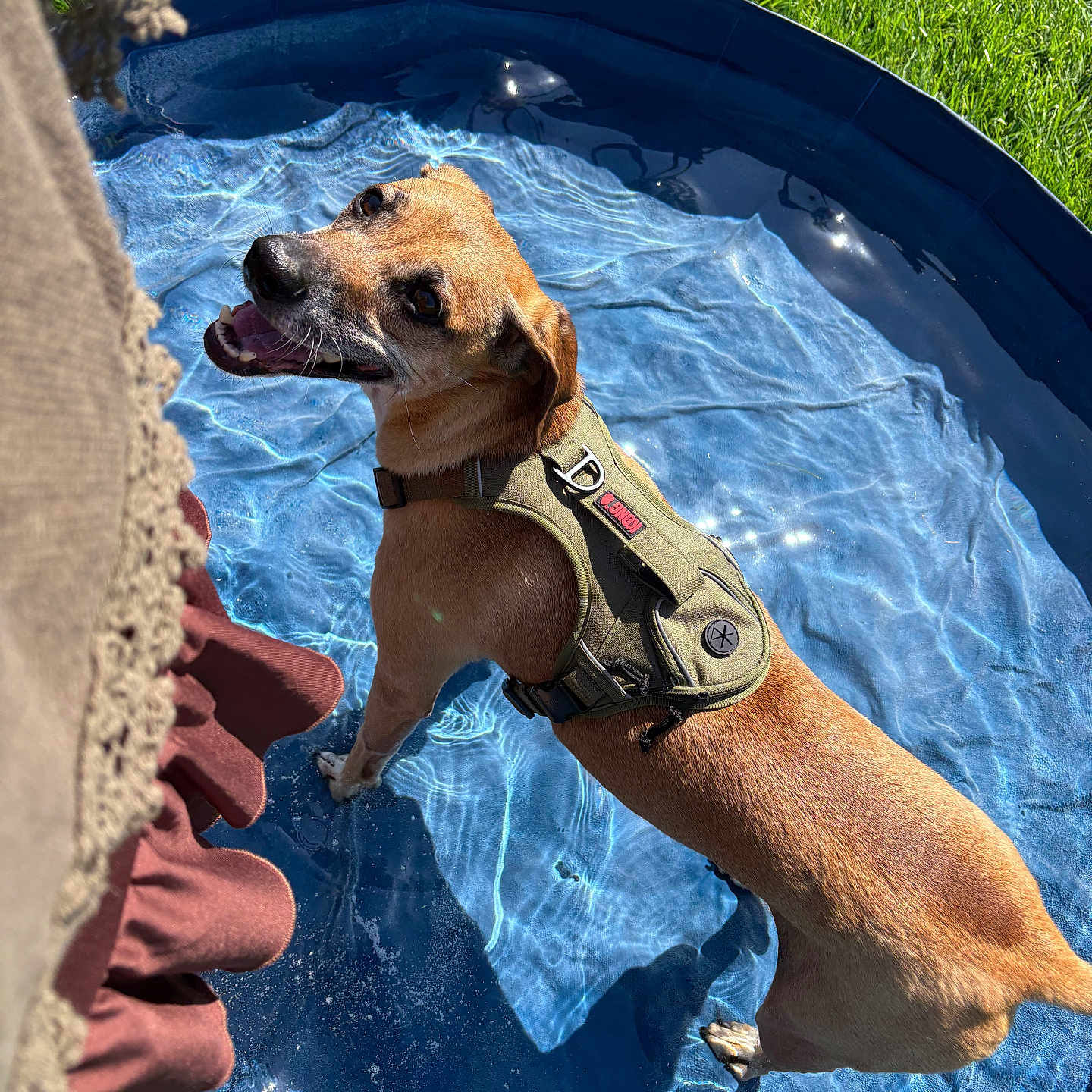 Snickers is registered to the contest to win money with this photo: dog, swimming, pool, water, outdoor, grass, sunlight, harness, pet, animal, brown_dog, wet, summer, backyard, playing, standing, looking_up, ripples, portrait, funny